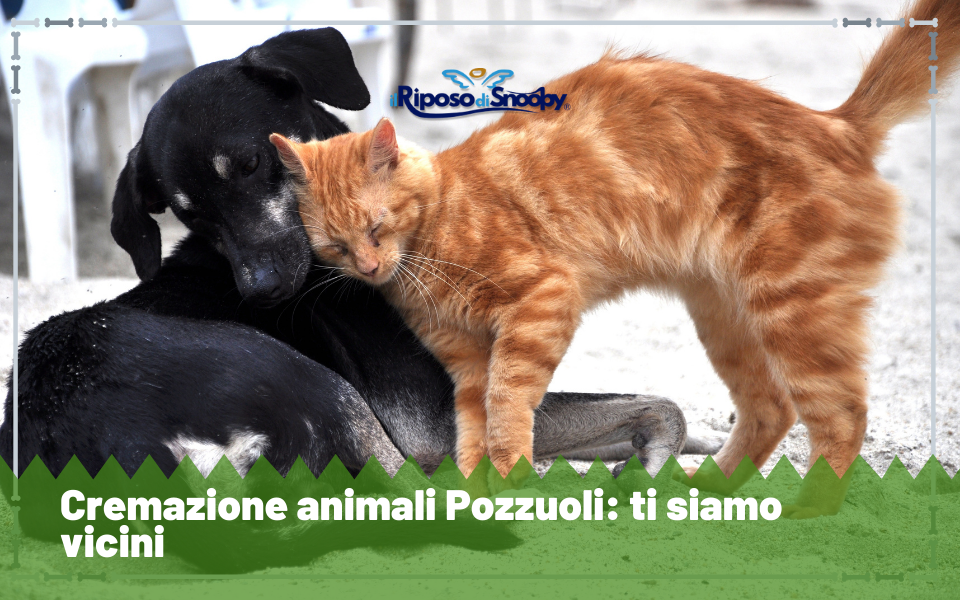 cremazione animali pozzuoli